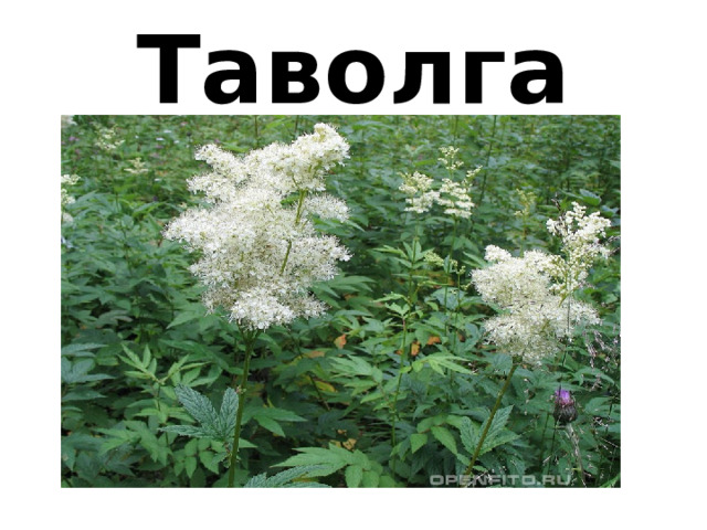Таволга 