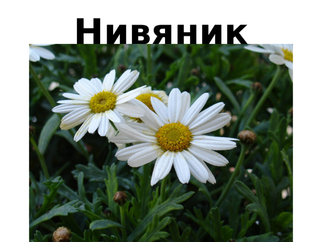 Нивяник 