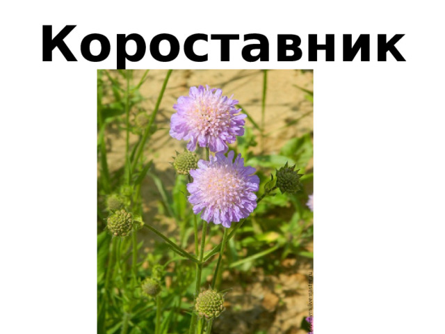 Короставник 