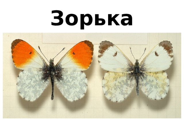 Зорька 