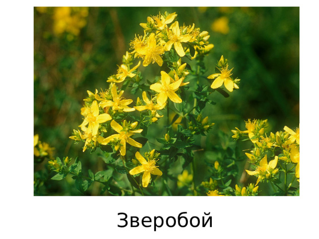 Зверобой 