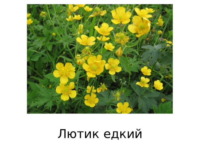 Лютик едкий 