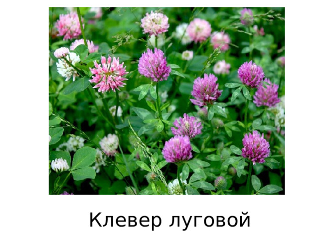 Клевер луговой 