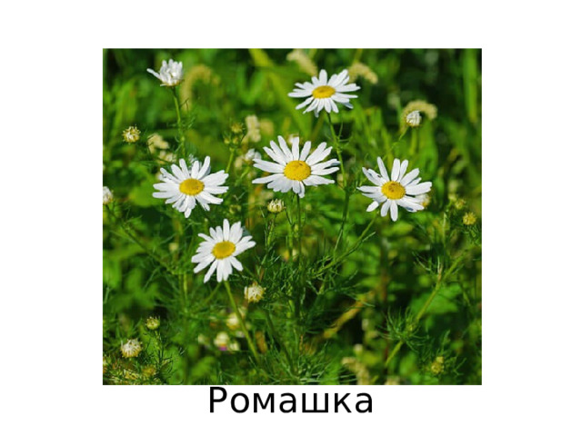 Ромашка 