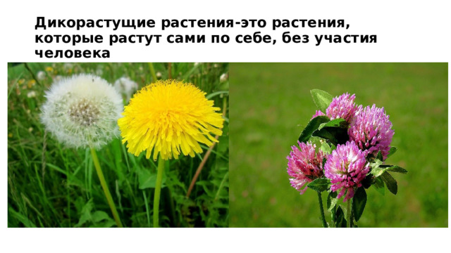 Картинки дикорастущих и культурных растений. Окультуривание дикорастущих растений. Окультуривание дикорастущих растений человеком. История окультуривания растений. История окультуривания диких растений человеком