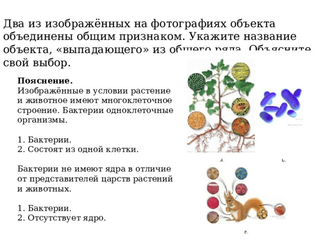 Животные выпадают из общего ряда. Выпадающий объект из общего ряда растения бактерий. Два изображенных на фотографиях объекта объединены общим признаком. Два Объединенных объекта объединены общим признаком. Бактерии растения животные какой объект выпадает из общего ряда.