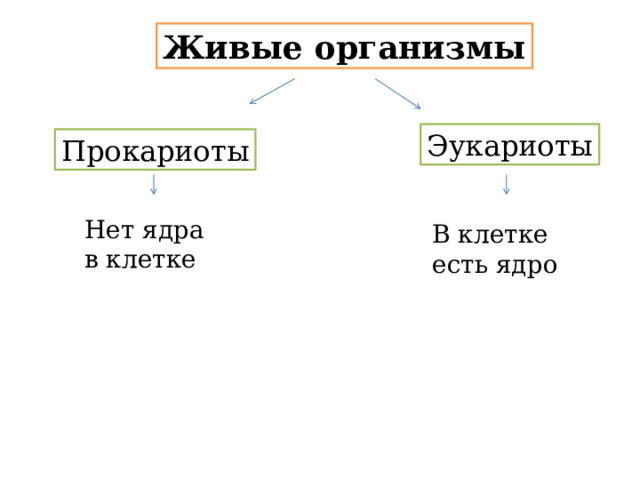 Живые организмы Эукариоты Прокариоты Нет ядра в клетке В клетке есть ядро 