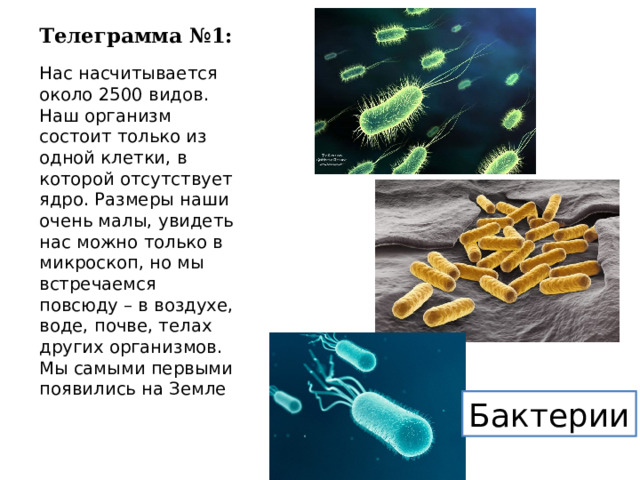 Телеграмма №1: Нас насчитывается около 2500 видов. Наш организм состоит только из одной клетки, в которой отсутствует ядро. Размеры наши очень малы, увидеть нас можно только в микроскоп, но мы встречаемся повсюду – в воздухе, воде, почве, телах других организмов. Мы самыми первыми появились на Земле Бактерии 