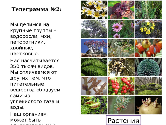 Телеграмма №2: Мы делимся на крупные группы – водоросли, мхи, папоротники, хвойные, цветковые. Нас насчитывается 350 тысяч видов. Мы отличаемся от других тем, что питательные вещества образуем сами из углекислого газа и воды. Наш организм может быть одноклеточным и многоклеточным Растения 