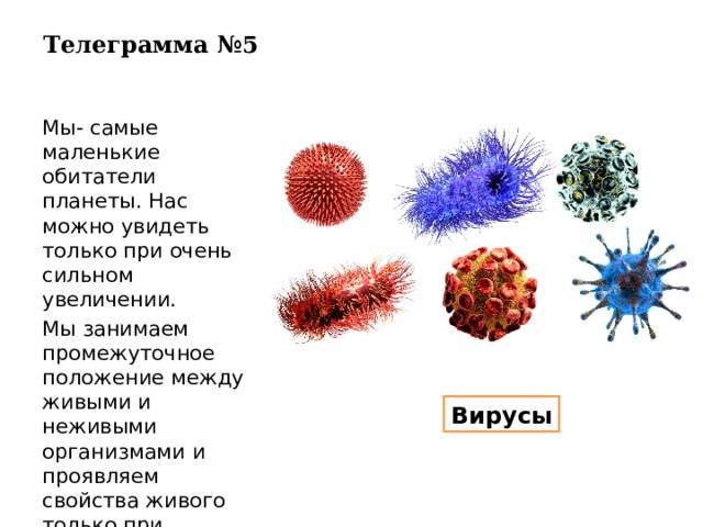 Телеграмма №5 Мы- самые маленькие обитатели планеты. Нас можно увидеть только при очень сильном увеличении. Мы занимаем промежуточное положение между живыми и неживыми организмами и проявляем свойства живого только при попадании в организм. Вирусы 