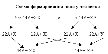 Схема определения пола