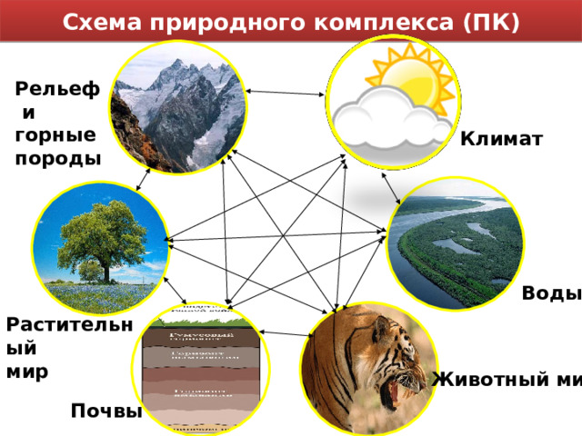 Схема природного комплекса (ПК) Рельеф  и горные породы Климат Воды Растительный мир Животный мир Почвы 