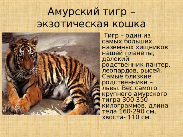 Что за тигр этот лев фраза. Самый большой Амурский тигр. Че за Лев этот тигр. Самая крупная кошка тигр. Вес Льва и Амурского тигра.