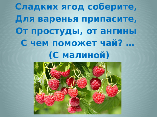 Сладких ягод соберите, Для варенья припасите, От простуды, от ангины С чем поможет чай? …  (С малиной) 