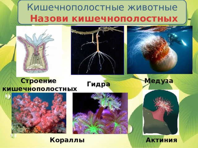 Кишечнополостные животные  Назови кишечнополостных Строение Медуза кишечнополостных Гидра Кораллы Актиния 