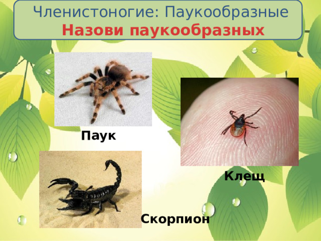 Членистоногие:  Паукообразные  Назови паукообразных Паук Клещ Скорпион 