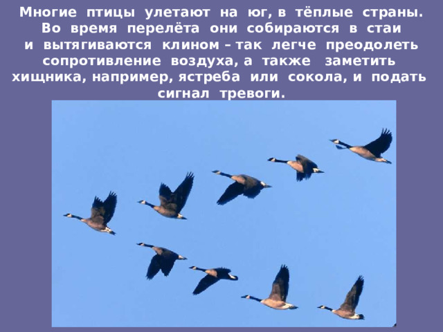 Многие птицы улетают на юг, в тёплые страны.  Во время перелёта они собираются в стаи  и вытягиваются клином – так легче преодолеть сопротивление воздуха, а также заметить хищника, например, ястреба или сокола, и подать сигнал тревоги. 