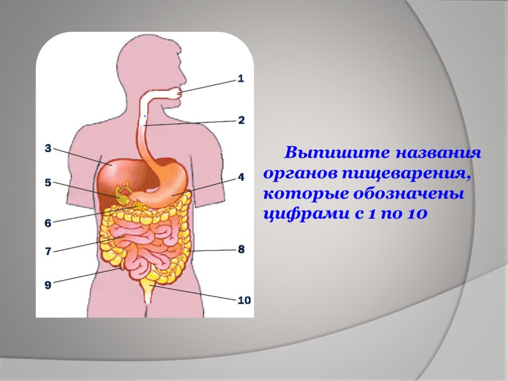 Пищеварительная система и современное питание школьников проект