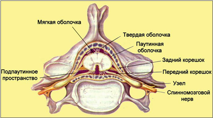 Строение спинного мозга оболочки и пространства. Строение спинного мозга оболочка мозга. Строение оболочек спинного мозга. Анатомия строение оболочек спинного мозга.