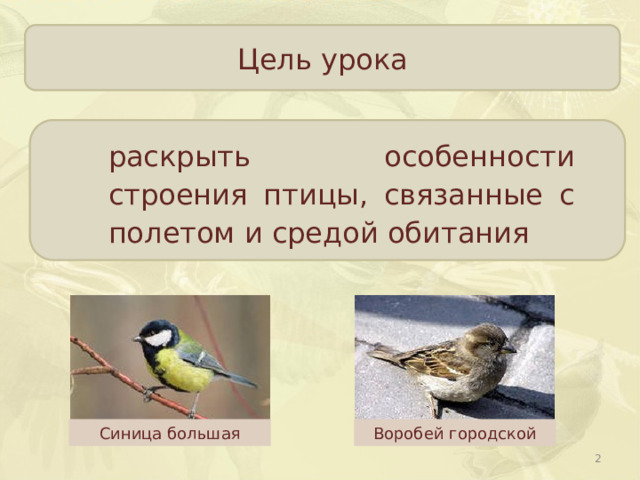 Цель урока раскрыть особенности строения птицы, связанные с полетом и средой обитания Синица большая Воробей городской  