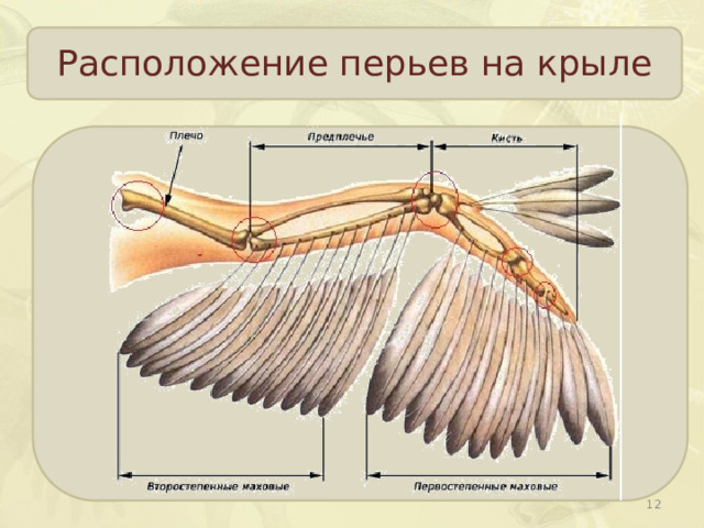 Расположение перьев на крыле   