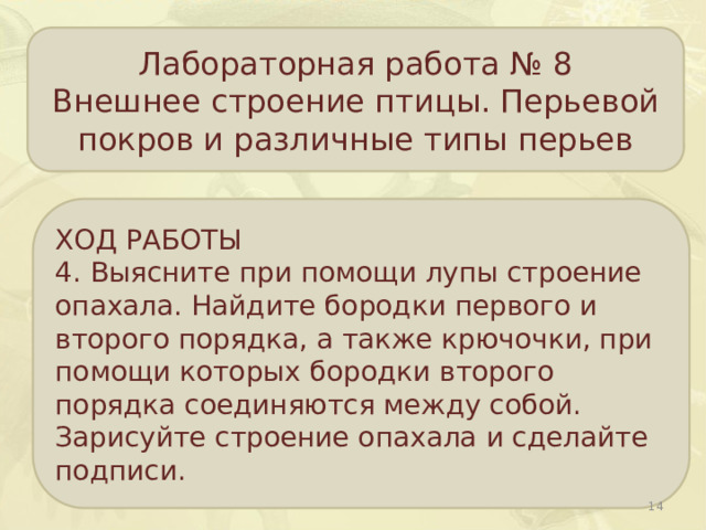 Лабораторная работа № 8 Внешнее строение птицы. Перьевой покров и различные типы перьев ХОД РАБОТЫ 4. Выясните при помощи лупы строение опахала. Найдите бородки первого и второго порядка, а также крючочки, при помощи которых бородки второго порядка соединяются между собой. Зарисуйте строение опахала и сделайте подписи.  