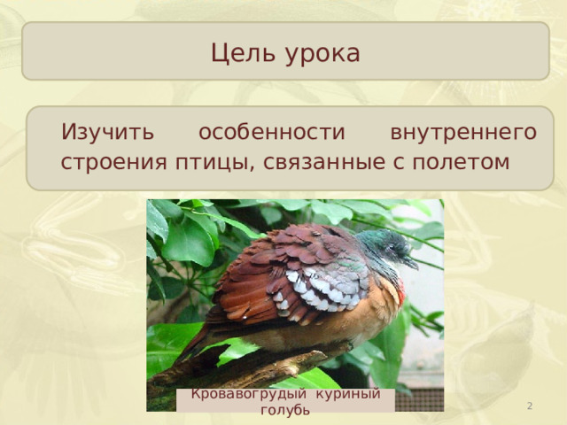 Цель урока Изучить особенности внутреннего строения птицы, связанные с полетом Кровавогрудый куриный голубь  