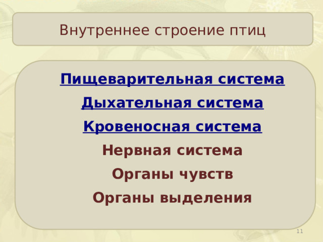 Внутреннее строение птиц Пищеварительная система Дыхательная система Кровеносная система Нервная система Органы чувств Органы выделения  