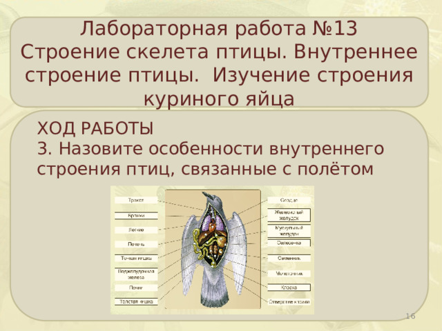 Лабораторная работа №13 Строение скелета птицы. Внутреннее строение птицы. Изучение строения куриного яйца ХОД РАБОТЫ 3. Назовите особенности внутреннего строения птиц, связанные с полётом  
