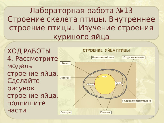 Лабораторная работа №13 Строение скелета птицы. Внутреннее строение птицы. Изучение строения куриного яйца ХОД РАБОТЫ 4. Рассмотрите модель строение яйца. Сделайте рисунок строение яйца, подпишите части  
