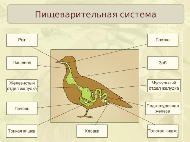 Пищеварительная система  