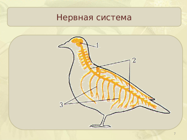 Нервная система  