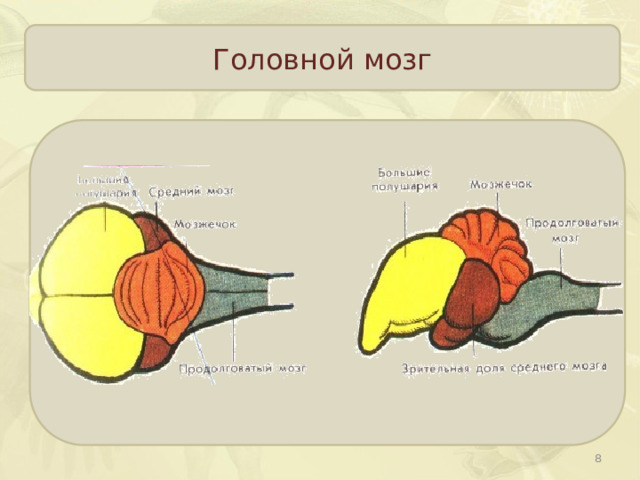 Головной мозг  
