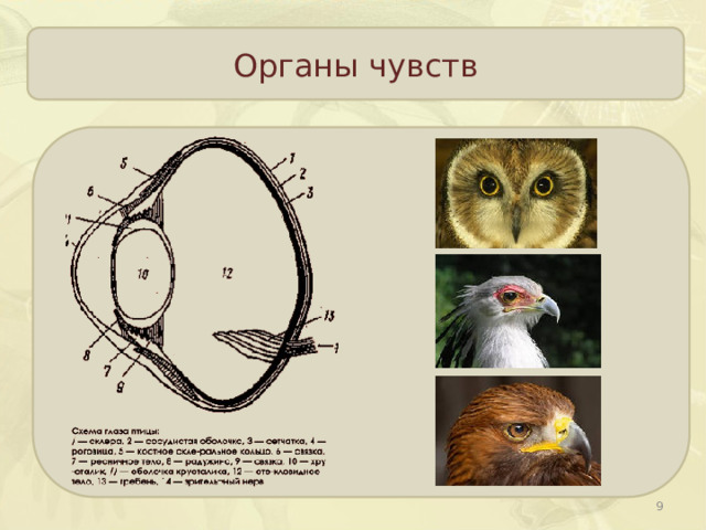 Органы чувств  