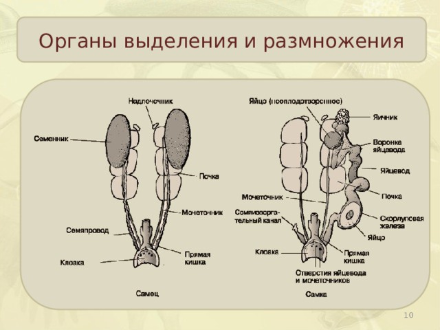 Органы выделения и размножения  