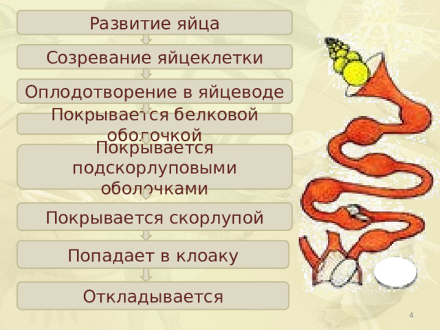 Развитие яйца Созревание яйцеклетки Оплодотворение в яйцеводе Покрывается белковой оболочкой Покрывается подскорлуповыми оболочками Покрывается скорлупой Попадает в клоаку Откладывается  