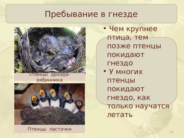 Пребывание в гнезде  Чем крупнее птица, тем позже птенцы покидают гнездо  У многих птенцы покидают гнездо, как только научатся летать Птенцы дрозда- рябинника Птенцы ласточки  