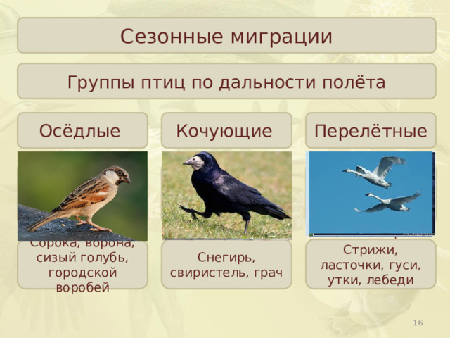 Жизнь мигрирующих и оседлых птиц