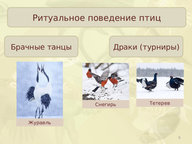 Ритуальное поведение птиц Брачные танцы Драки (турниры) Тетерев Снегирь Журавль  