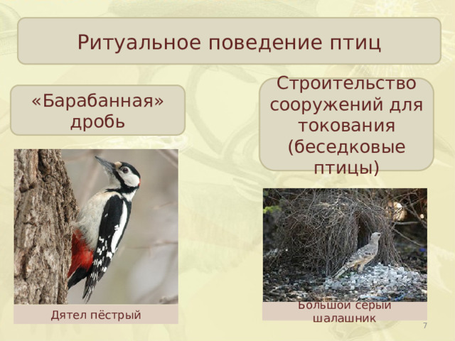Сезонные явления у птиц. Годовой жизненный цикл и сезонные явления в жизни птиц. Сезонные явления в жизни птиц. Морфологические адаптации дятла пестрого.