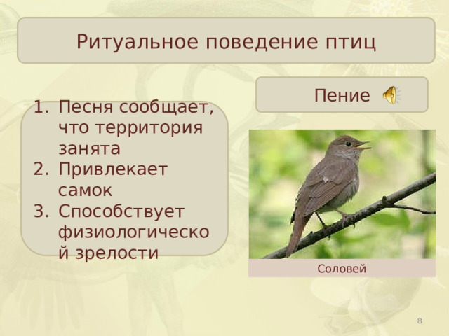 Ритуальное поведение птиц Пение Песня сообщает, что территория занята Привлекает самок Способствует физиологической зрелости Соловей  