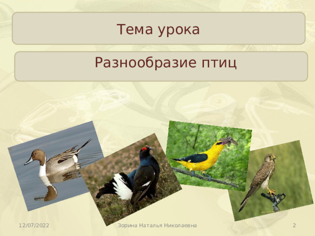 Многообразие птиц 8 класс. Разнообразие птиц. Презентация на тему разнообразие птиц. Видеоэкскурсия многообразие птиц. Многообразие птиц и их разнообразие.