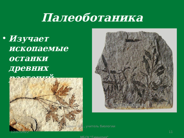 Наука изучающая ископаемые животных. Палеоботаника растений. Палеоботаника это в биологии. Наука изучающая ископаемые остатки древних растений. Палеоботаника классификация.