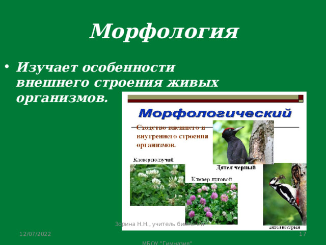 Специалист изучающий морфологию анатомию географическое распространение водорослей. Что изучает морфология в биологии. Что изучает внешнее строение живых организмов. Морфология определение в биологии. Что изучает морфология.