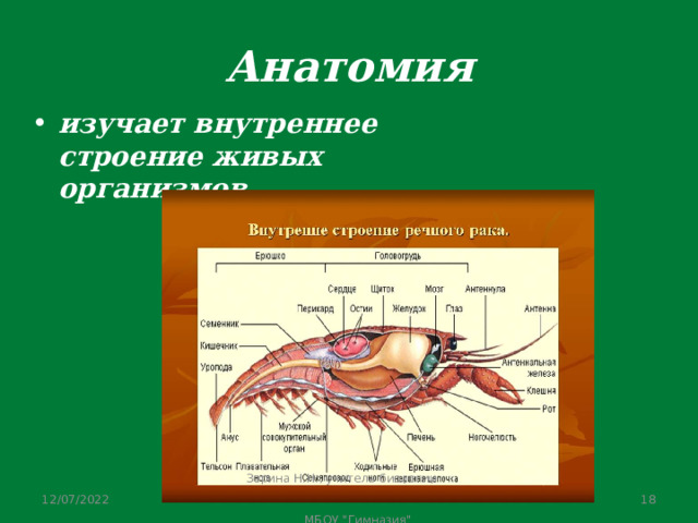 В каком классе изучают анатомию