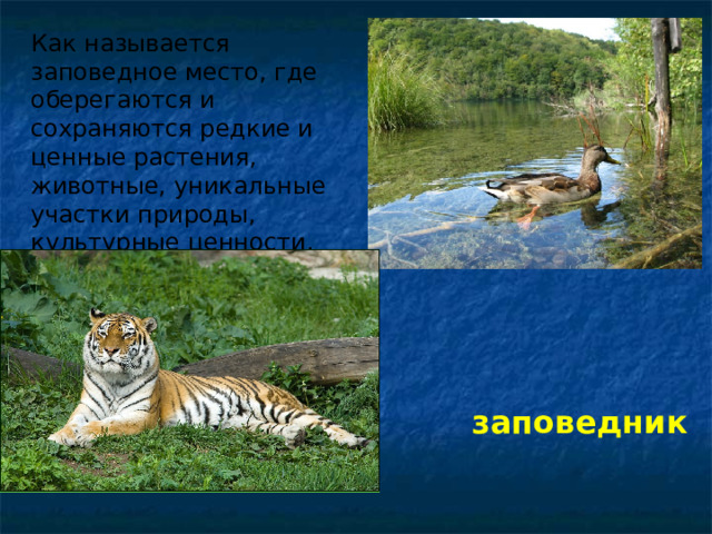 Как называется заповедное место, где оберегаются и сохраняются редкие и ценные растения, животные, уникальные участки природы, культурные ценности. заповедник 