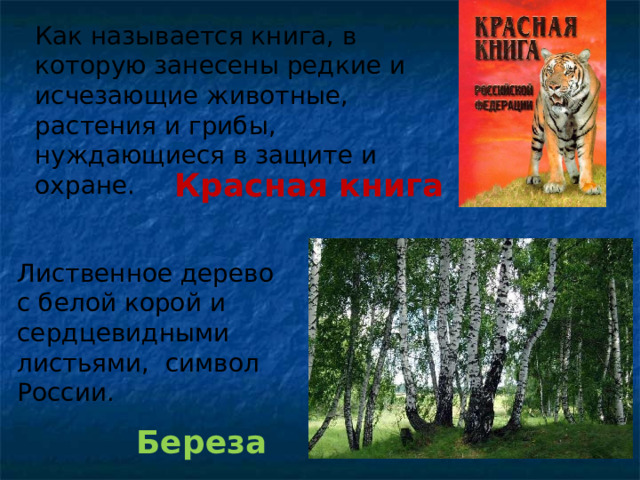 Как называется книга, в которую занесены редкие и исчезающие животные, растения и грибы, нуждающиеся в защите и охране. Красная книга Лиственное дерево с белой корой и сердцевидными листьями, символ России. Береза 