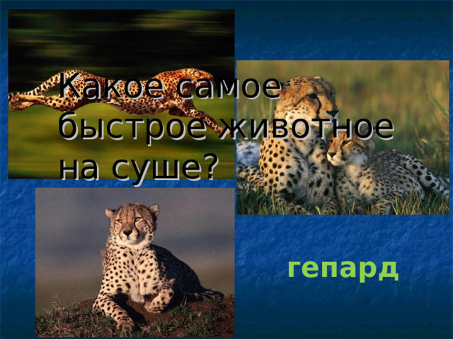 Какое самое быстрое животное на суше? гепард 