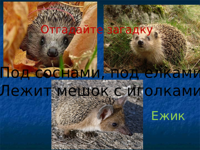 Отгадайте загадку Под соснами, под елками Лежит мешок с иголками. Ежик 