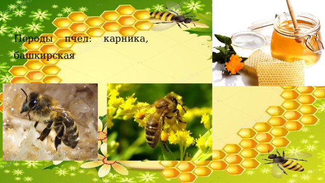   Породы пчел: карника, башкирская   
